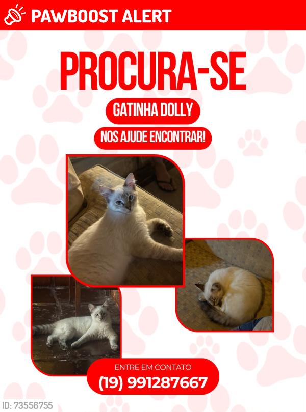 Lost Female Cat last seen Igreja Santa Rita, Jardim Sao Carlos, SP 