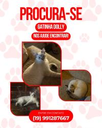 Lost Female Cat last seen Igreja Santa Rita, Jardim Sao Carlos, SP 