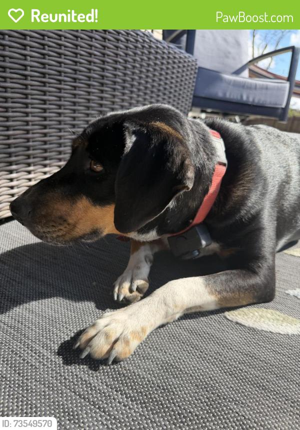Reunited Female Dog last seen Highway 109 near Midway School Rd, Thomasville, NC 27360