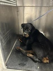 Shelter Stray Male Dog last seen O'DAY, 8311 Freedom Dr, Pearland, TX 77581, USA