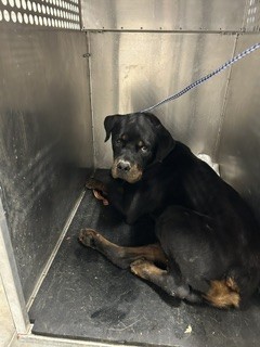 Shelter Stray Male Dog last seen O'DAY, 8311 Freedom Dr, Pearland, TX 77581, USA