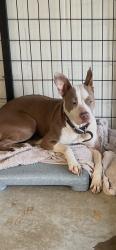 Shelter Stray Female Dog last seen Near BLOCK 70TH ST/WELLS AVE-63133, 10521 Baur Blvd, Olivette, MO 63132, USA