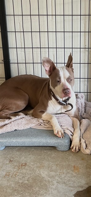 Shelter Stray Female Dog last seen Near BLOCK 70TH ST/WELLS AVE-63133, 10521 Baur Blvd, Olivette, MO 63132, USA