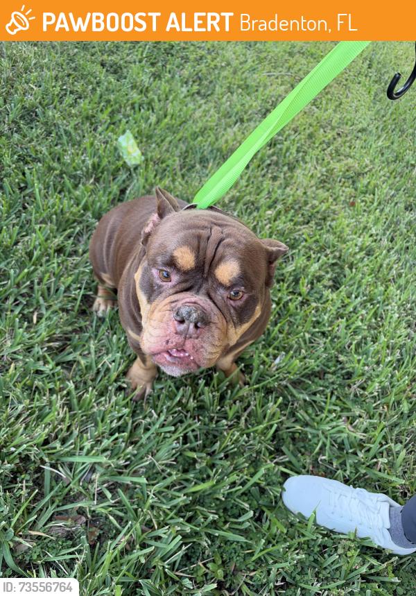 Found/Stray Female Dog last seen 37th Street East, Bradenton and 53rd Ave. Near Dream Church, Bradenton, FL 34203