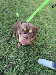 Found/Stray Female Dog last seen 37th Street East, Bradenton and 53rd Ave. Near Dream Church, Bradenton, FL 34203
