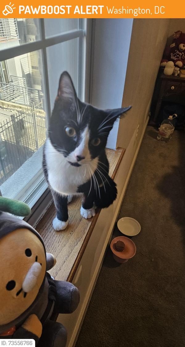 Found/Stray Unknown Cat last seen Mi casita bakery, Washington, DC 20010
