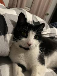 Lost Male Cat last seen Near & Springfield Blvd, Queens, NY 11427
