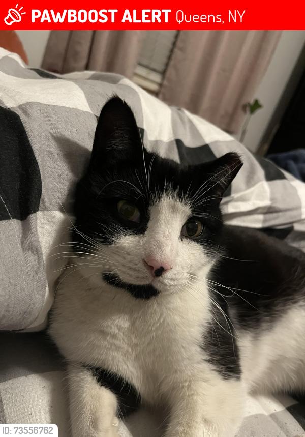 Lost Male Cat last seen Near & Springfield Blvd, Queens, NY 11427