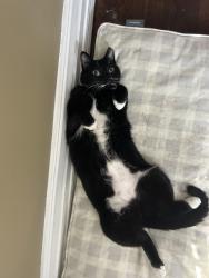 Reunited Female Cat last seen Jessie Ave in between Arbuthnot and Lilac, Winnipeg, MB R3M 0Z6