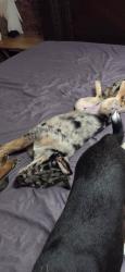 Reunited Male Dog last seen Bloomingdale West, Isleton Dr,  33594