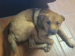 Reunited Male Dog last seen Bloomingdale West, Isleton Dr,  33594