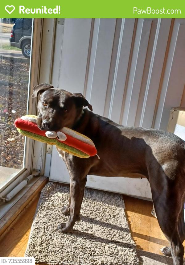 Reunited Female Dog last seen Near fenton city park, Fenton, MO 63026