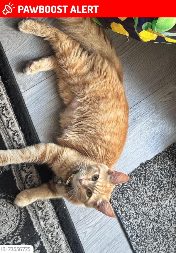 Lost Female Cat last seen Wensleydale road,b421PT, West Midlands, England B42 1PT