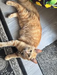 Lost Female Cat last seen Wensleydale road,b421PT, West Midlands, England B42 1PT