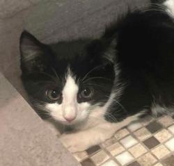 Shelter Stray Female Cat last seen Near Allen Court, Atlanta, GA, 1251 Fulton Industrial Blvd NW, Atlanta, GA 30336, USA