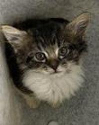Shelter Stray Female Cat last seen trent court, New Bern City Limits, NC, 1639 Old Airport Rd, New Bern, NC 28562, USA