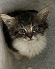 Shelter Stray Female Cat last seen trent court, New Bern City Limits, NC, 1639 Old Airport Rd, New Bern, NC 28562, USA
