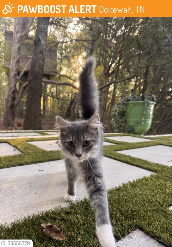 Rehomed Unknown Cat last seen Snow Hill / Mtn View rd, Ooltewah, TN 37363