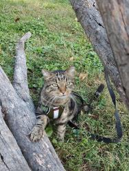 Reunited Male Cat last seen South Leslie Ave and East 39th terrace south, Independence, MO 64055