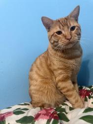 Lost Male Cat last seen Villa verde Pearland Tx, Pearland, TX 77581