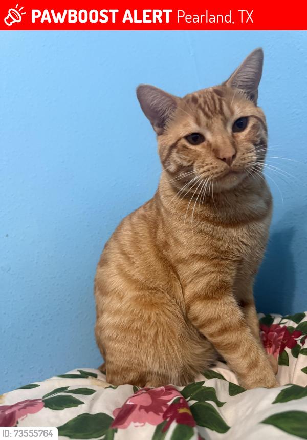 Lost Male Cat last seen Villa verde Pearland Tx, Pearland, TX 77581