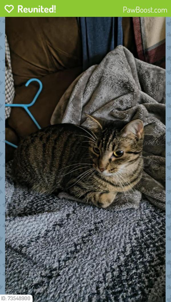Reunited Male Cat last seen Java Haute, Terre Haute, IN 47803