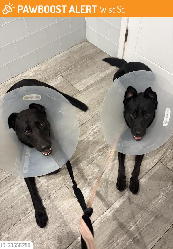 Found/Stray Male Dog last seen 81st & Biscayne, W 81st St,  10024