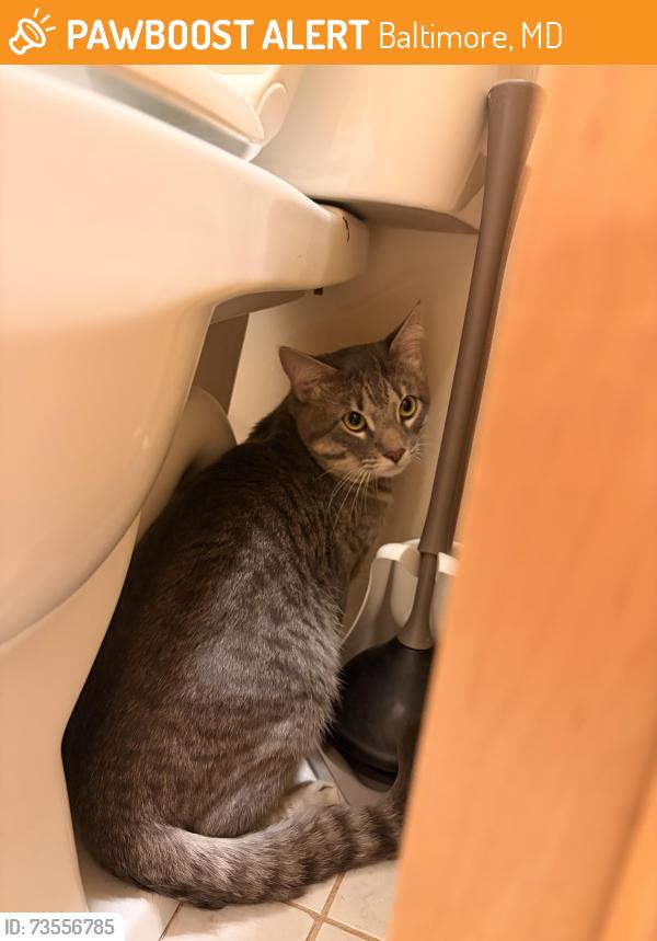 Found/Stray Unknown Cat last seen On the steps of Patterson Park near the intersection of N Milton Ave and E Baltimore St, Baltimore, MD 21224
