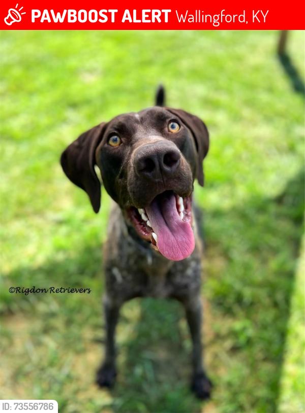 Lost Male Dog last seen Last seen at my hse on McRoberts Road, Wallingford, KY 41093