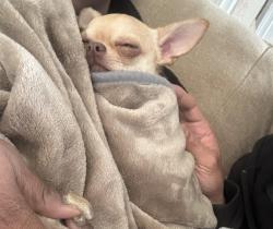 Reunited Female Dog last seen Squire reach, Suffolk, VA 23434