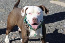 Shelter Stray Male Dog last seen Apt 6X,140 Park Hill Avenue, STATEN ISLAND, NY, 10304, 3139 Veterans Rd W, Staten Island, NY 10309, USA