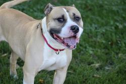 Shelter Stray Male Dog last seen Near Bay Street, STATEN ISLAND, NY, 10305, 3139 Veterans Rd W, Staten Island, NY 10309, USA