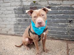 Shelter Stray Male Dog last seen Near Empire Blvd, Brooklyn, NY 11225, BROOKLYN, NY, 11225, 326 E 110th St, New York, NY 10029, USA