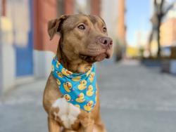 Shelter Stray Male Dog last seen Near Fulton Street, BRONX, NY, 10457, 326 E 110th St, New York, NY 10029, USA