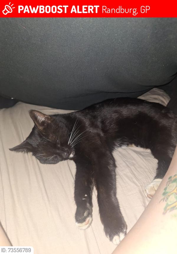 Lost Female Cat last seen Edgeworth Lane and cressant, Randburg, GP 2194