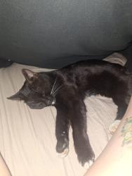 Lost Female Cat last seen Edgeworth Lane and cressant, Randburg, GP 2194