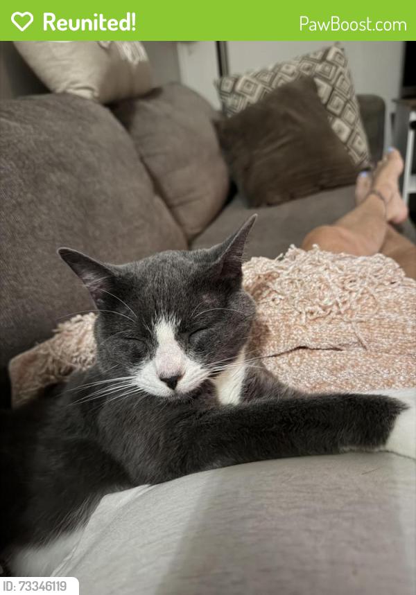 Reunited Female Cat last seen Ries rd and twigwood, Ballwin, MO 63021