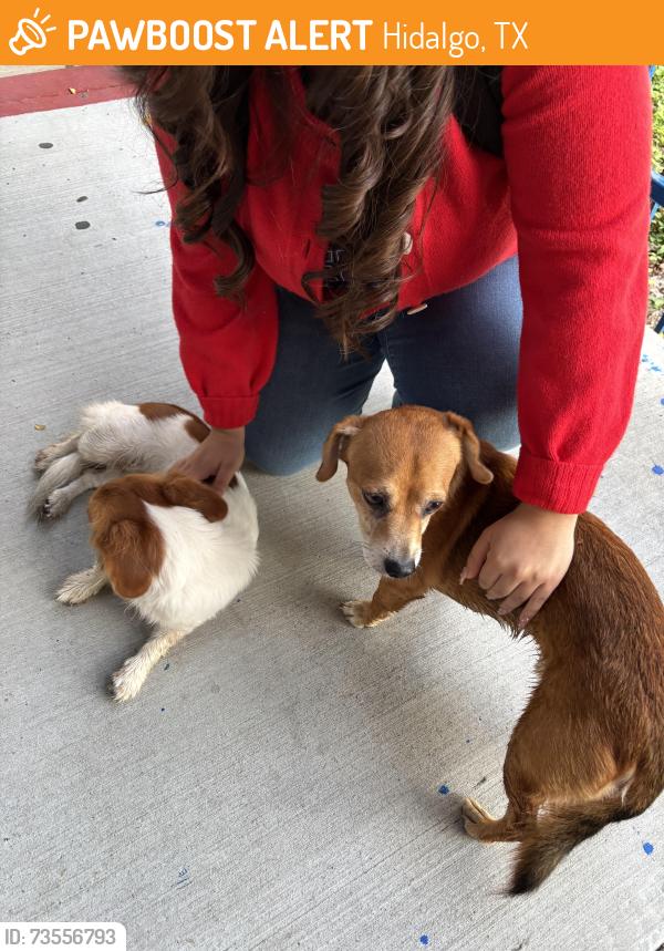 Found/Stray Unknown Dog last seen S Jackson and Military, Hidalgo, TX 78557