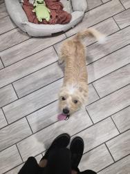 Lost Male Dog last seen Freer Ave & Tyler Ave, Temple City, CA 91006
