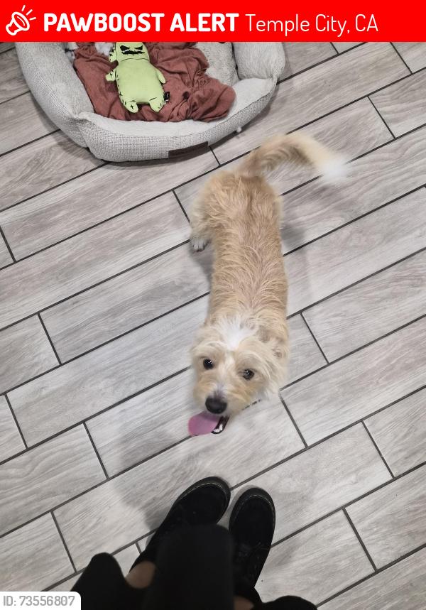 Lost Male Dog last seen Freer Ave & Tyler Ave, Temple City, CA 91006