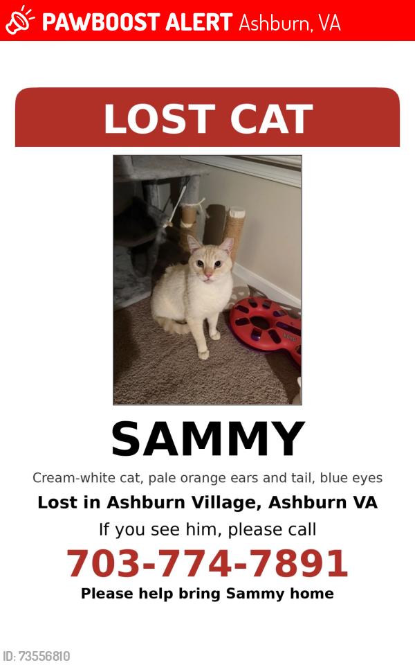 Lost Male Cat last seen Shellhorn, Ashburn, VA 20147