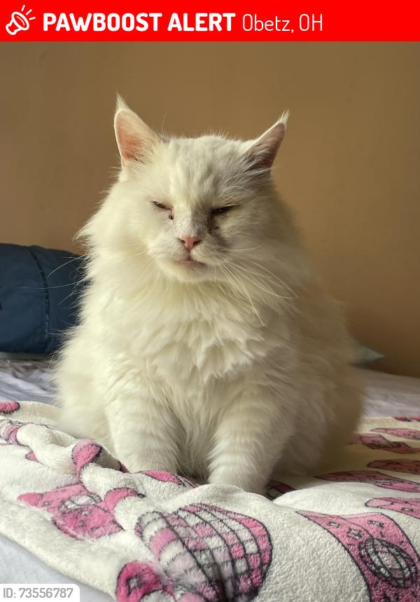 Lost Male Cat last seen Alum Creek dr and Groveport rd, Obetz, OH 43207