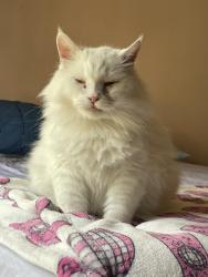 Lost Male Cat last seen Alum Creek dr and Groveport rd, Obetz, OH 43207