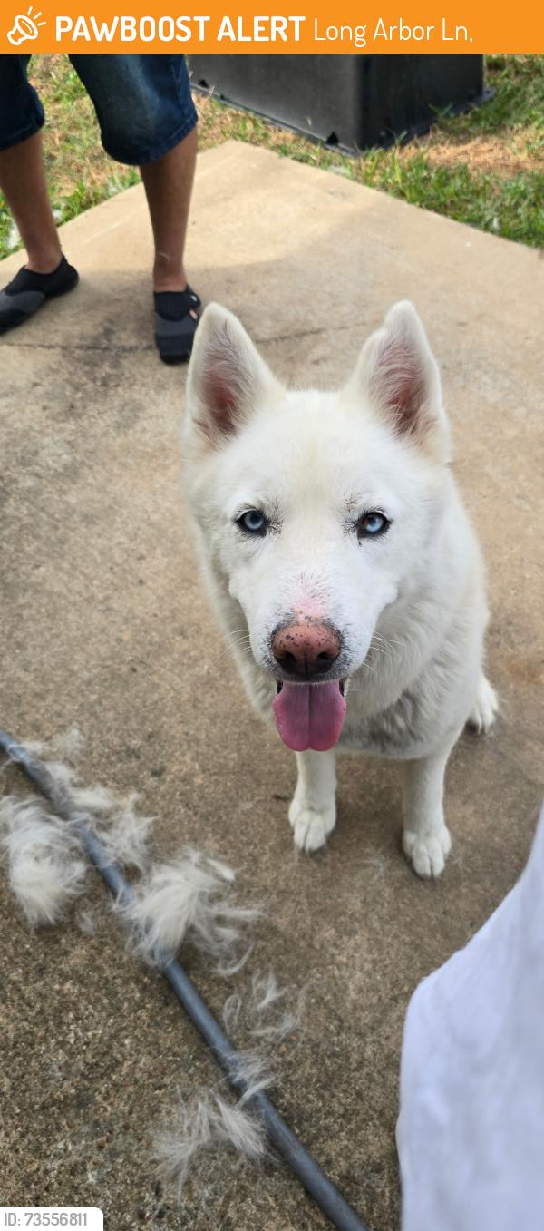 Found/Stray Female Dog last seen Long Arbor, Long Arbor Ln,  77449