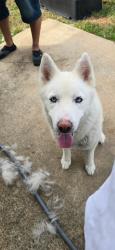 Found/Stray Female Dog last seen Long Arbor, Long Arbor Ln,  77449
