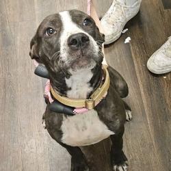 Shelter Stray Male Dog last seen , 2700 Walnut Pl, St. Louis, MO 63103, USA