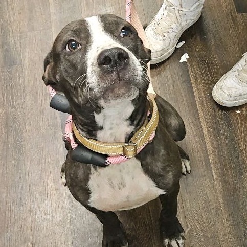 Shelter Stray Male Dog last seen , 2700 Walnut Pl, St. Louis, MO 63103, USA