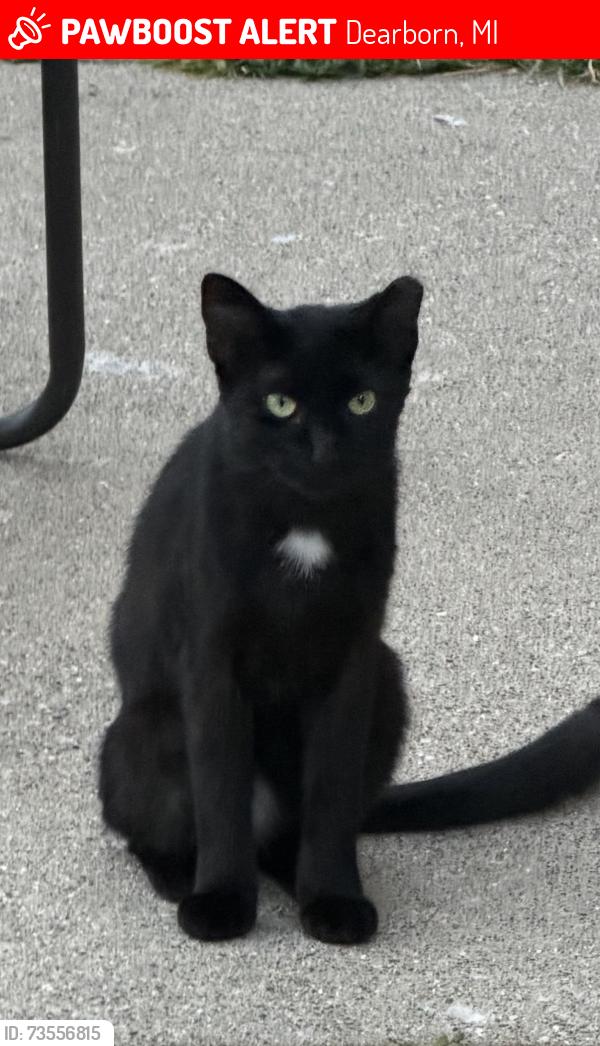 Lost Female Cat last seen Monroe, Dearborn, MI 48124