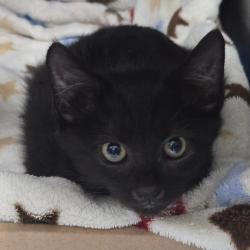 Shelter Stray Male Cat last seen , 124 Evergreen Ave, Newark, NJ 07114, USA