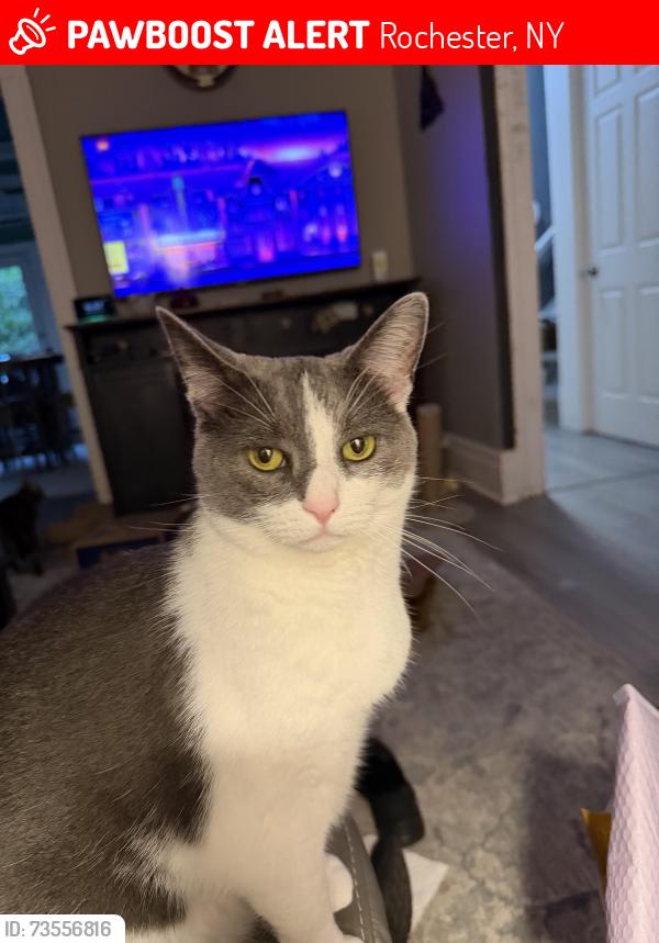 Lost Male Cat last seen Mulberry and Meigs, Rochester, NY 14620